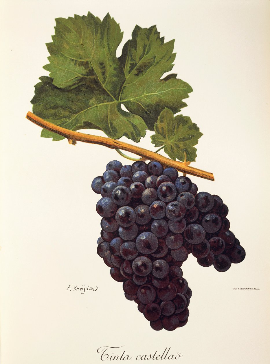 Tinta de uva Castellao por A. Kreyder de Alexis Kreyder