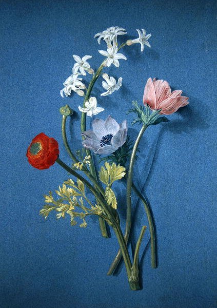 Ranúnculo, anémonas e jasmim (giz preto com corpete e lavagem cinza sobre papel azul) de Alexis Nicolas Perignon