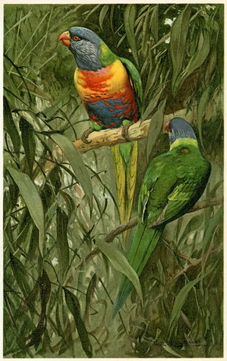 Um par de lorikeets de arco-íris, 1890 (cromolitógrafo) de Alfred Brehm