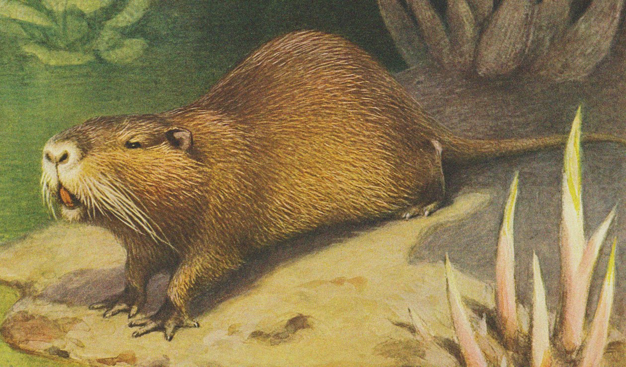 Coypu c.1900 de Alfred Brehm