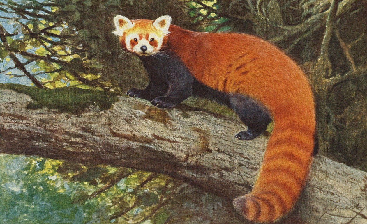 Panda vermelha c.1900 de Alfred Brehm