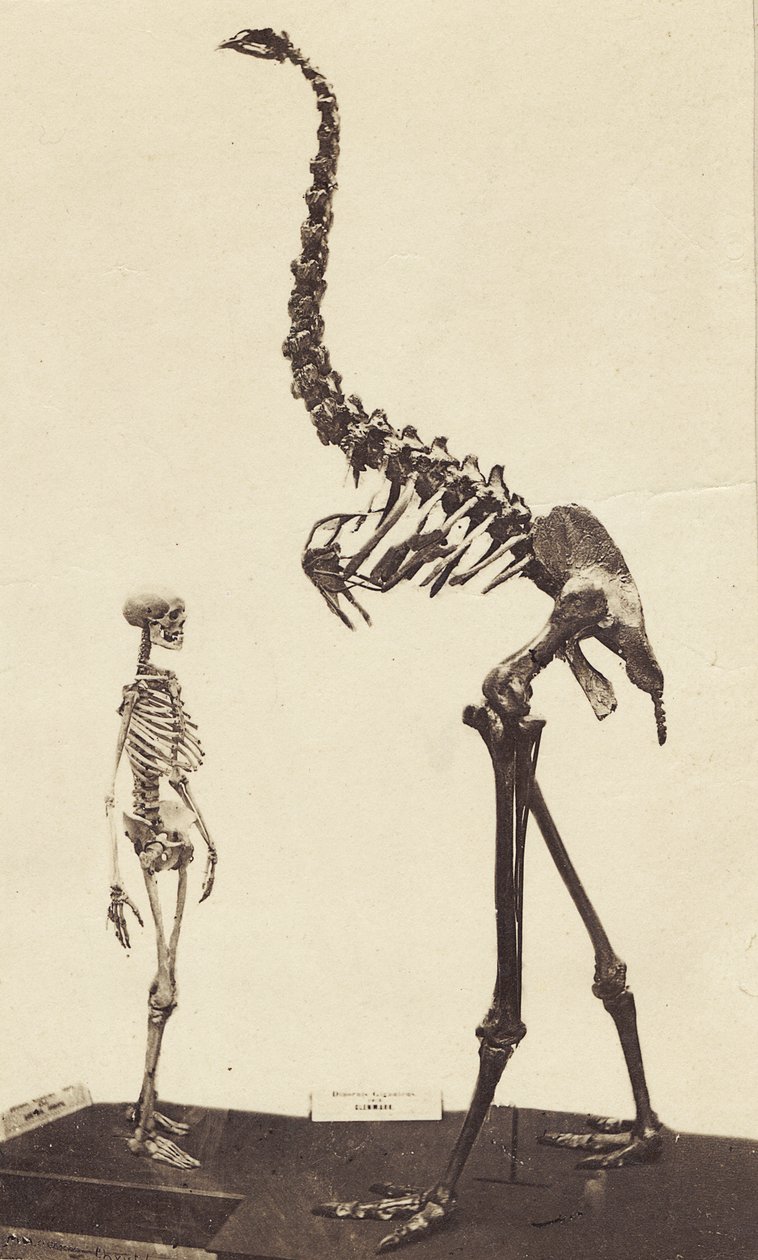Homem e Moa, c.1870 (albumen print) de Alfred Charles Barker