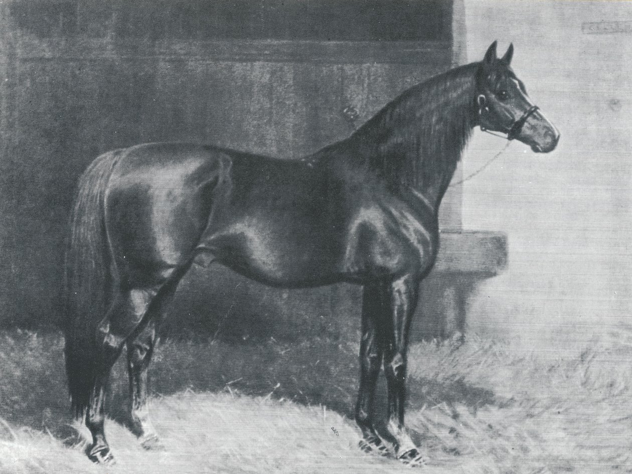 Cyllene, cavalo de corrida de raça pura britânico de Alfred Charles Havell