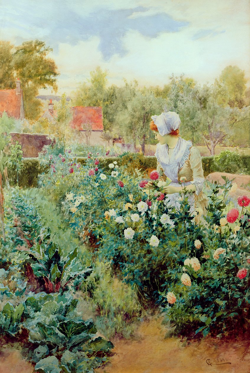 Dálias, 1896 de Alfred, Jr. Glendening