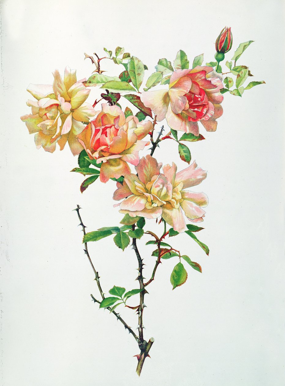 Rosa chinensis de Alfred Parsons