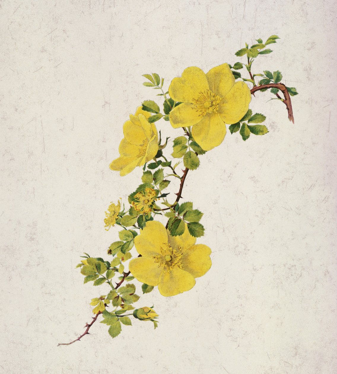 Rosa Foetida de Alfred Parsons
