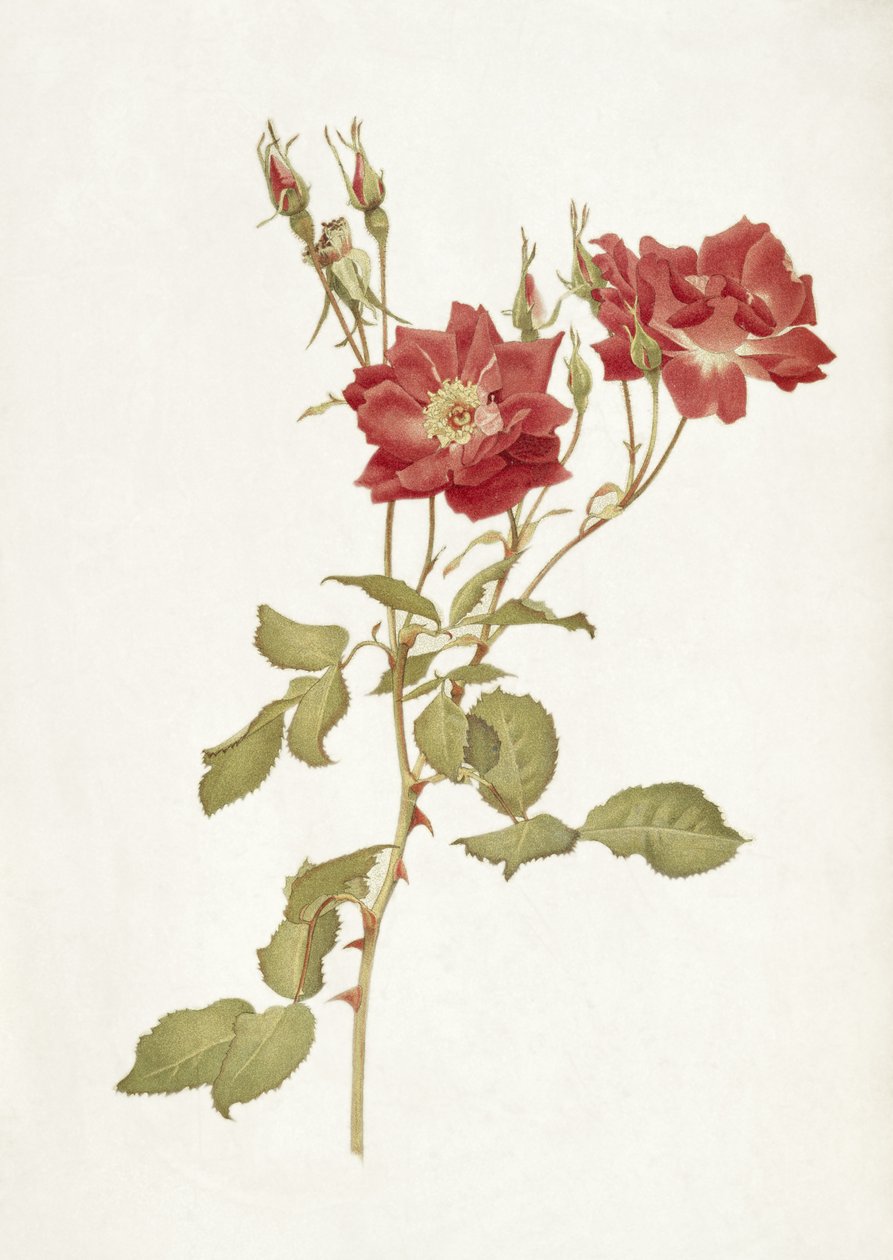 Rose: Bourbon de Alfred Parsons