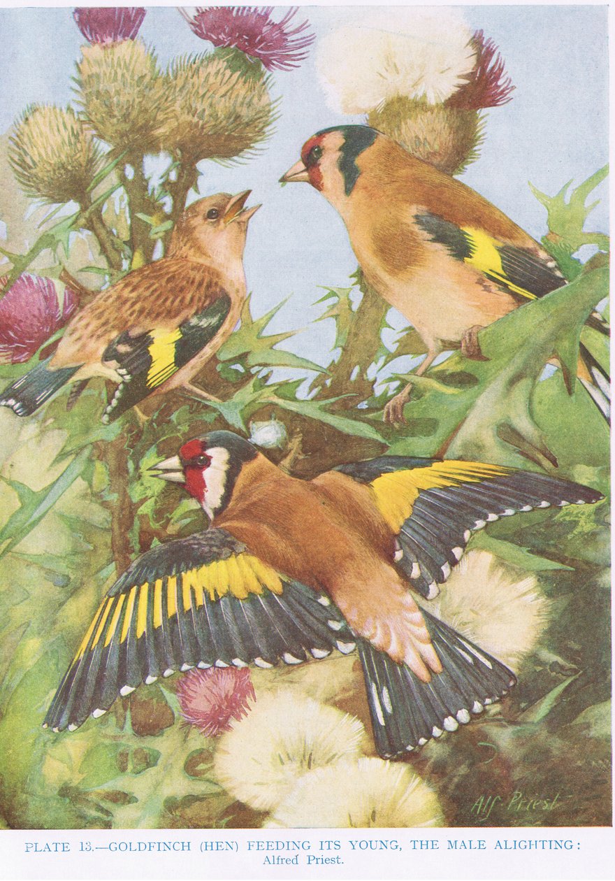 Pintassilgo, alimentando seu jovem, ilustração de &39;British Birds&39; por Kirkman und Jourdain, 1966 de Alfred Priest