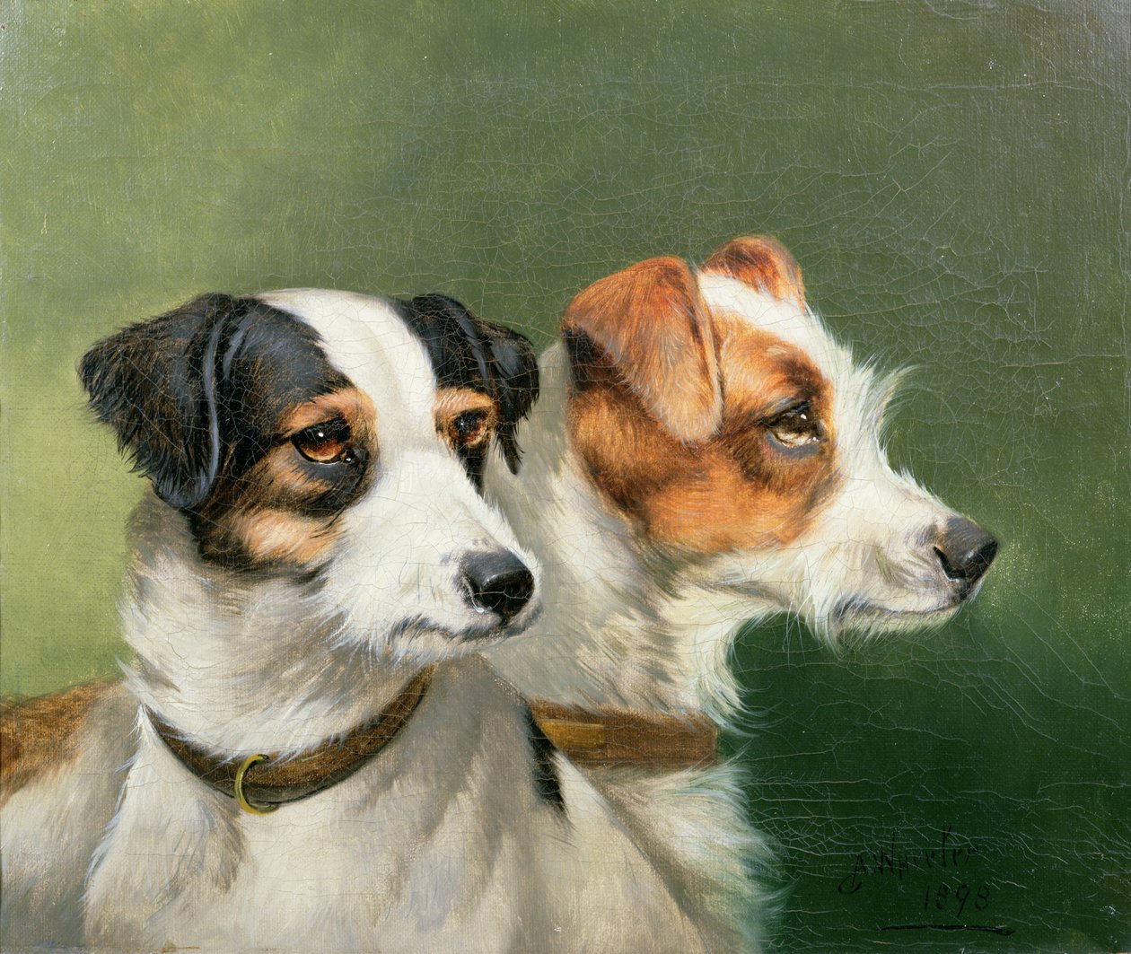 Dois Fox Terriers, 1898 de John Alfred Wheeler