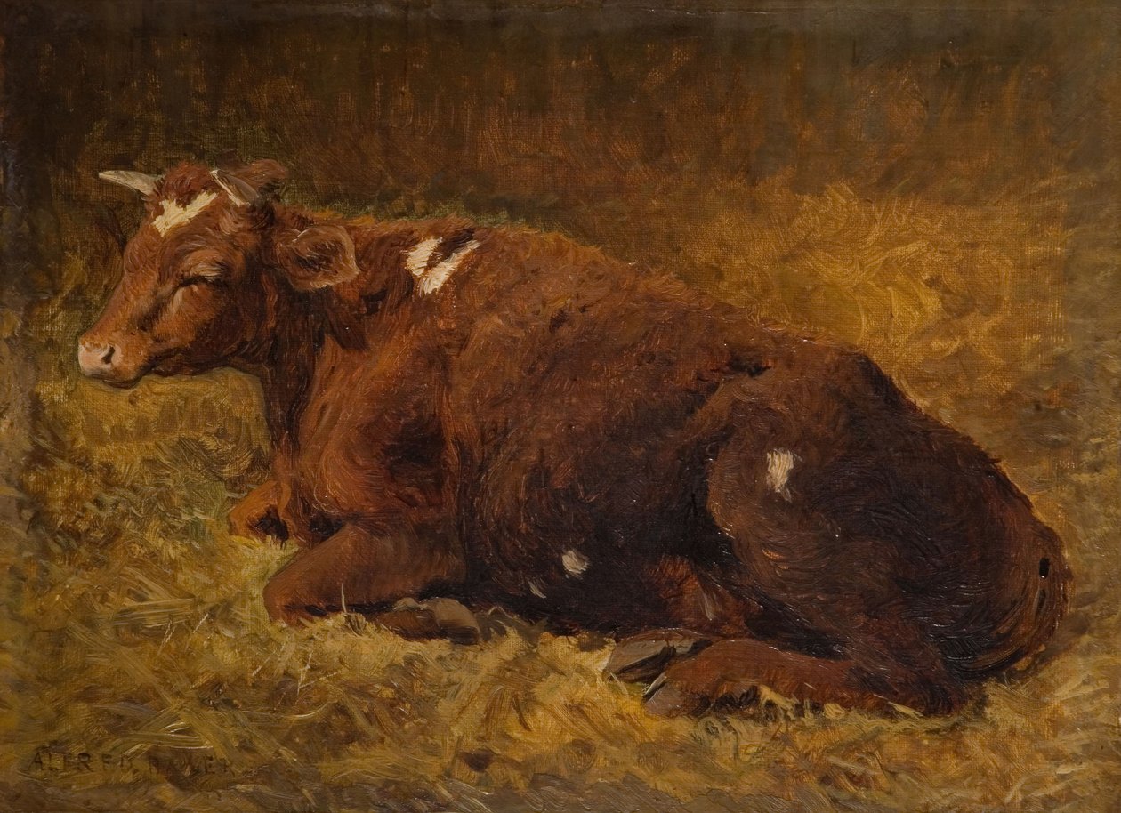 Uma Vaca Deitada No Chão, 1865-1872. de Alfred Baker