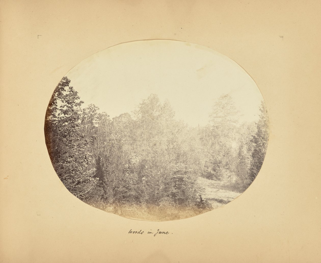 Bosques em junho de Alfred Booth