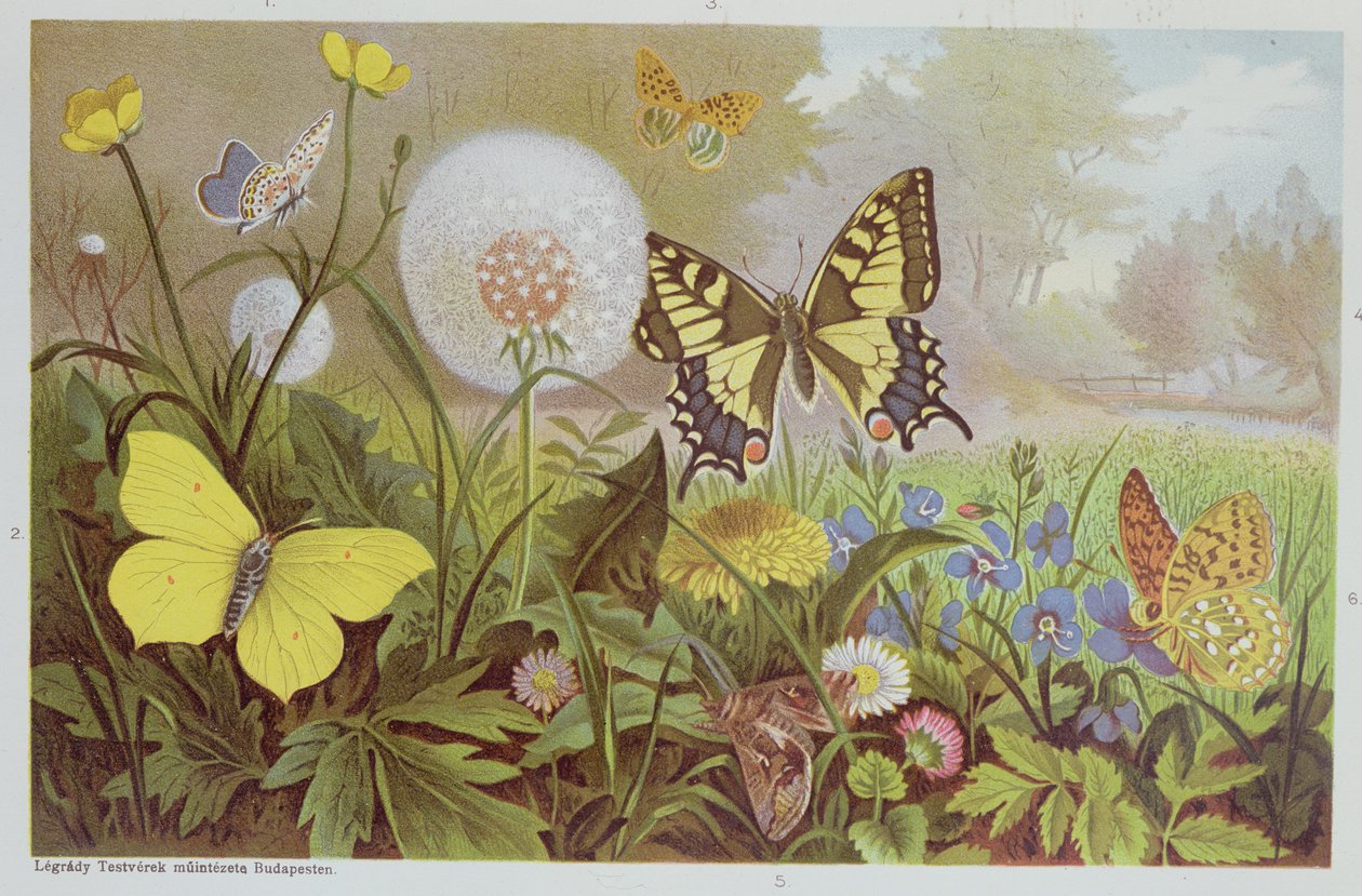 Borboletas, ilustração de um livro de história natural húngara, c.1900 de Alfred Brehm