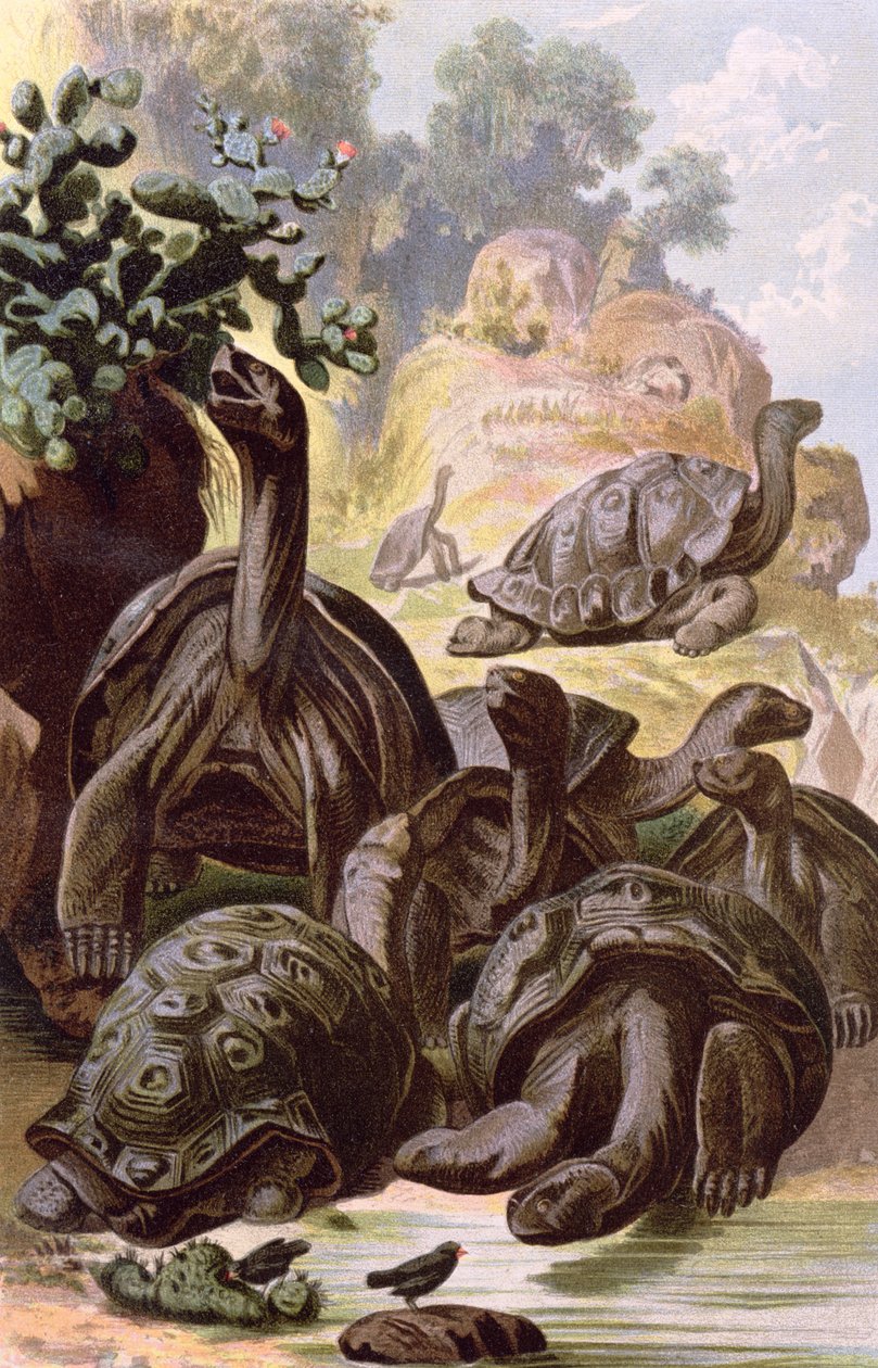 Tartarugas gigantes das Ilhas Galápagos, de um livro de história natural, 1887 de Alfred Brehm