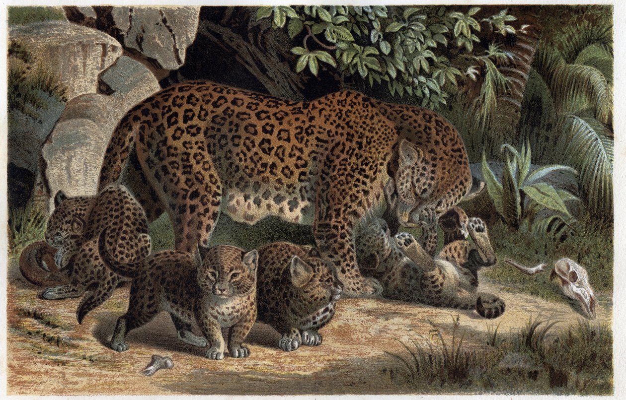 Panthera, de "Brehm