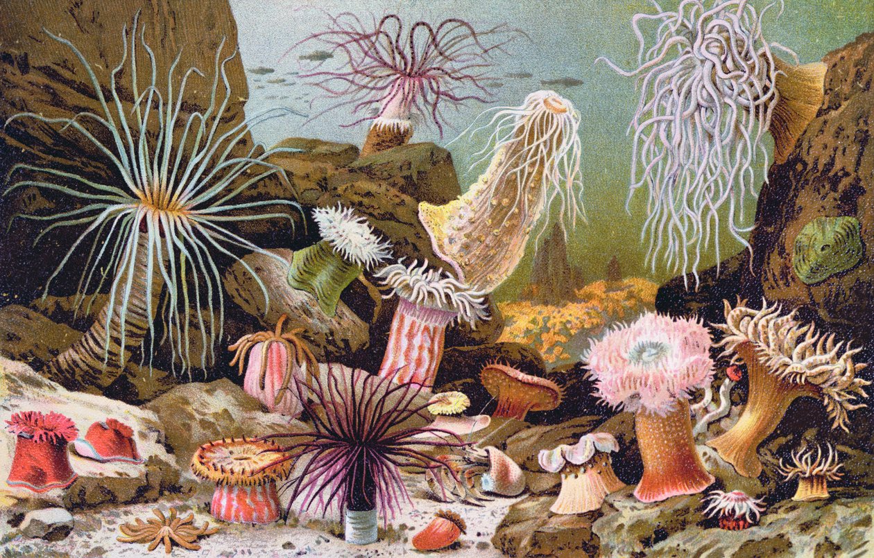 Anêmonas do mar, de um livro de história natural húngaro, c.1900 de Alfred Brehm