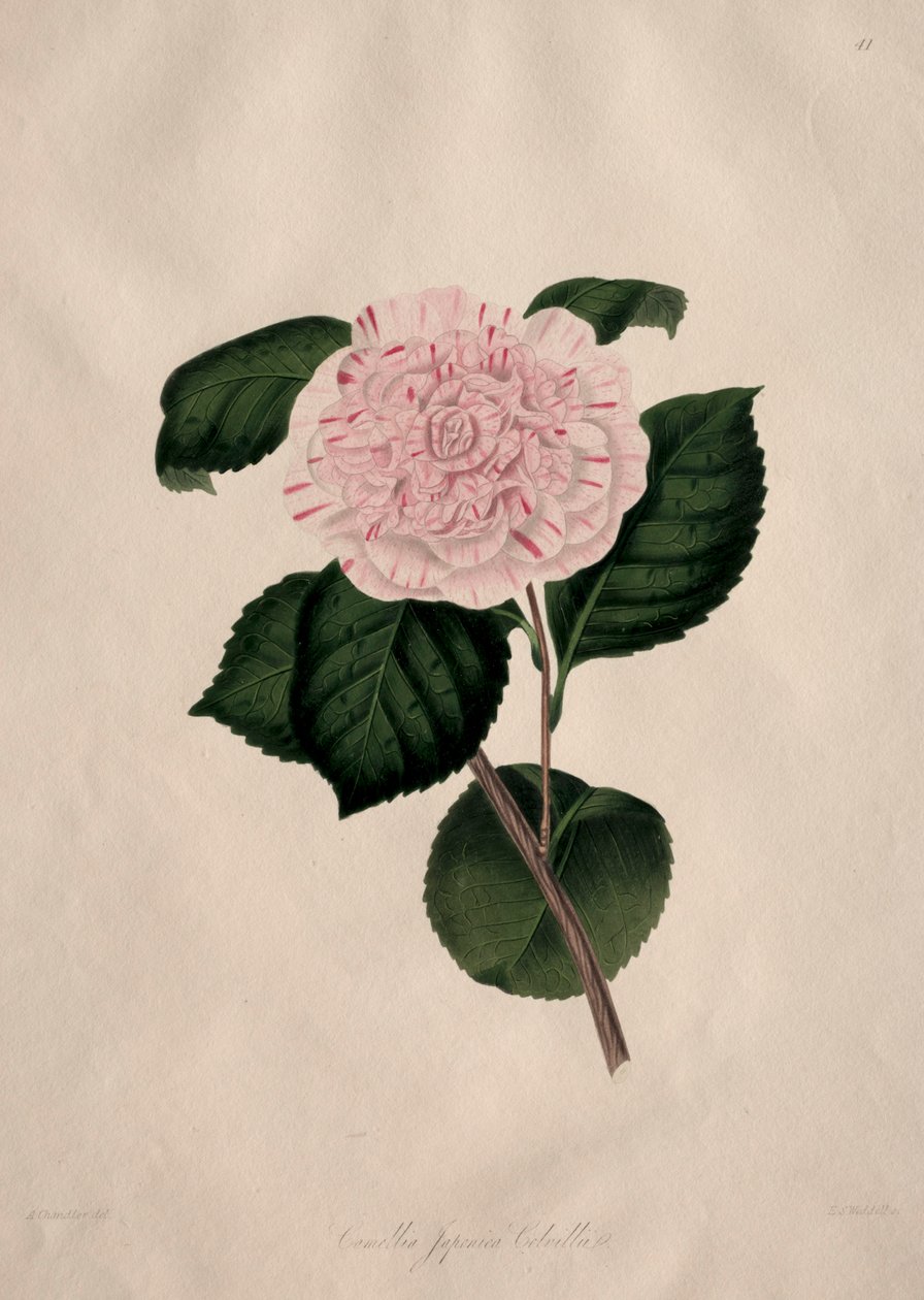 Ilustrações e descrições... da ordem natural Camellieae: Nº 41 de Alfred Chandler