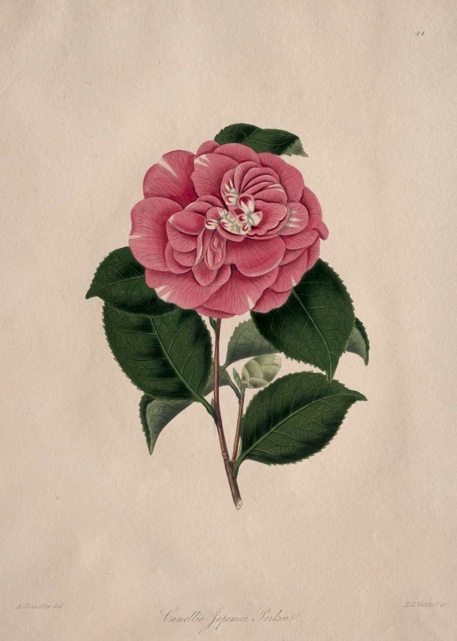 Ilustrações e descrições da ordem natural das Camellieae: n.º 44 de Alfred Chandler