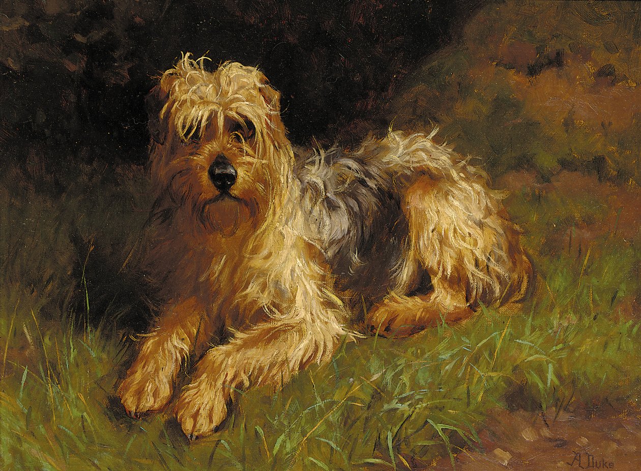Terrier Wheaten revestido macio de Alfred Duke