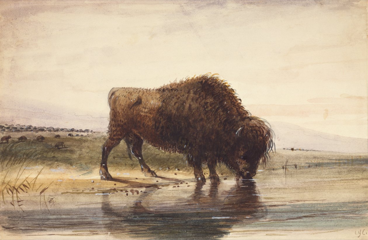 Búfalo de touro, c.1837 (aguarela sobre papel) de Alfred Jacob Miller