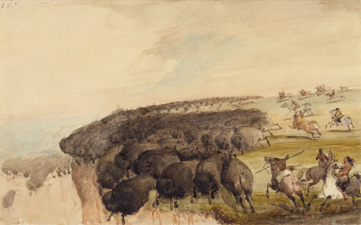Condução de rebanhos de búfalos sobre um precipício, c.1837 (lápis, caneta e tinta e aguarela sobre papel) de Alfred Jacob Miller