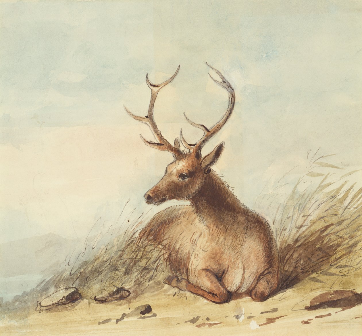 Elk, Rocky Mountains, c.1837 (lápis, caneta e tinta e aquarela sobre papel) de Alfred Jacob Miller
