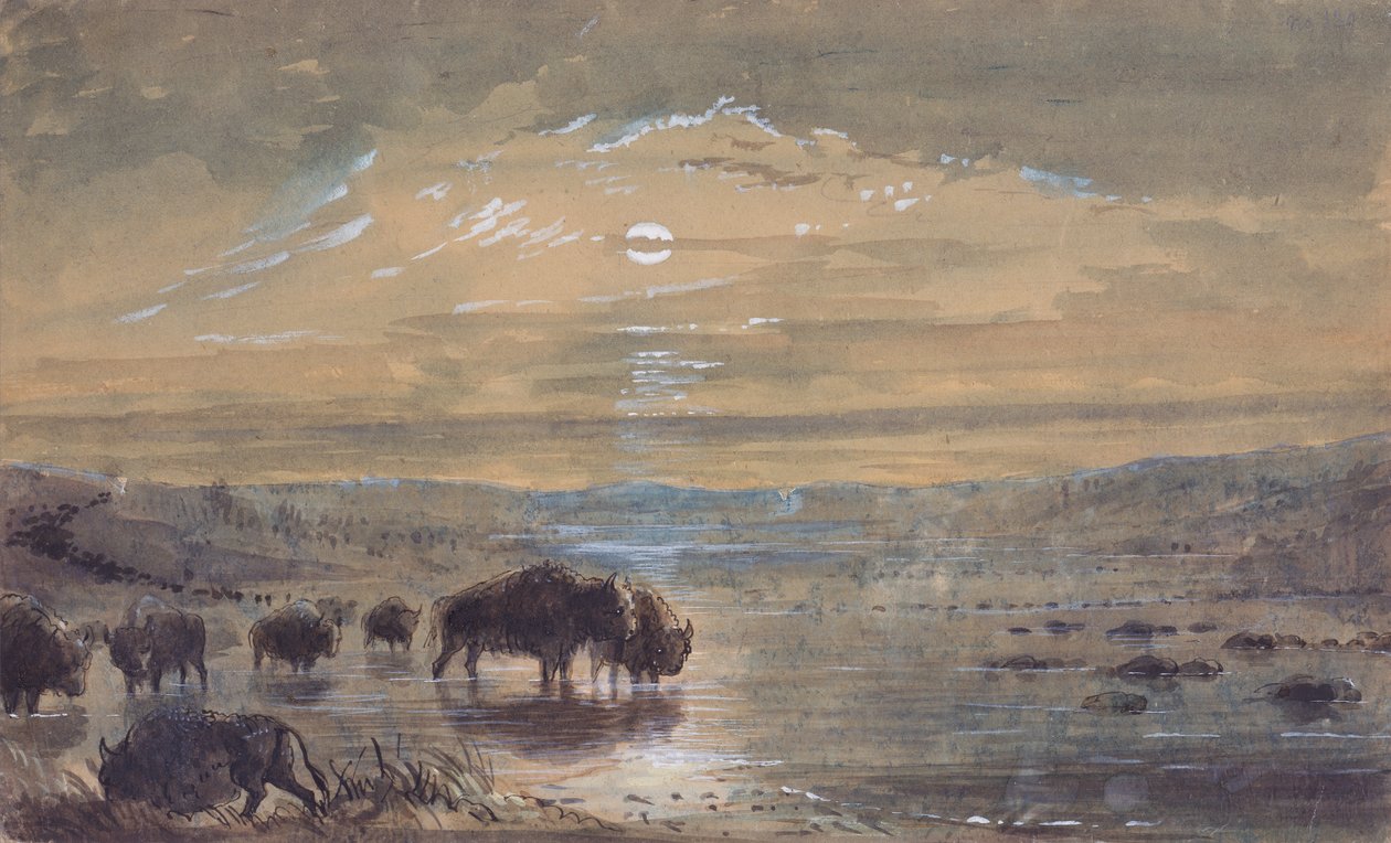 Cena Nocturna, Búfalos na Pradaria, c.1837 (aguarela sobre papel) de Alfred Jacob Miller