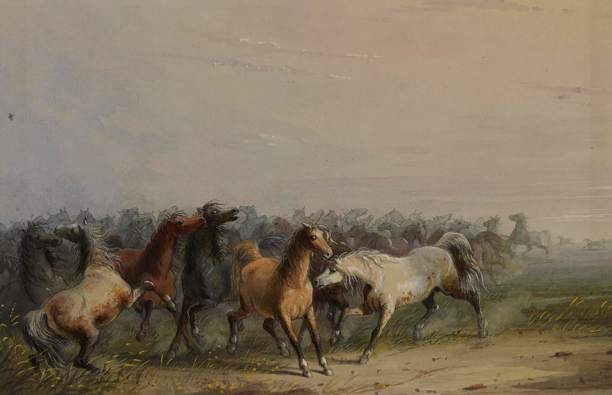 Cavalos selvagens de Alfred Jacob Miller