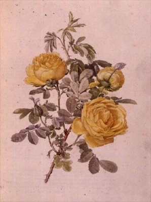 Rosa Genus, No.10, 755, c.1910 de Alfred Parsons