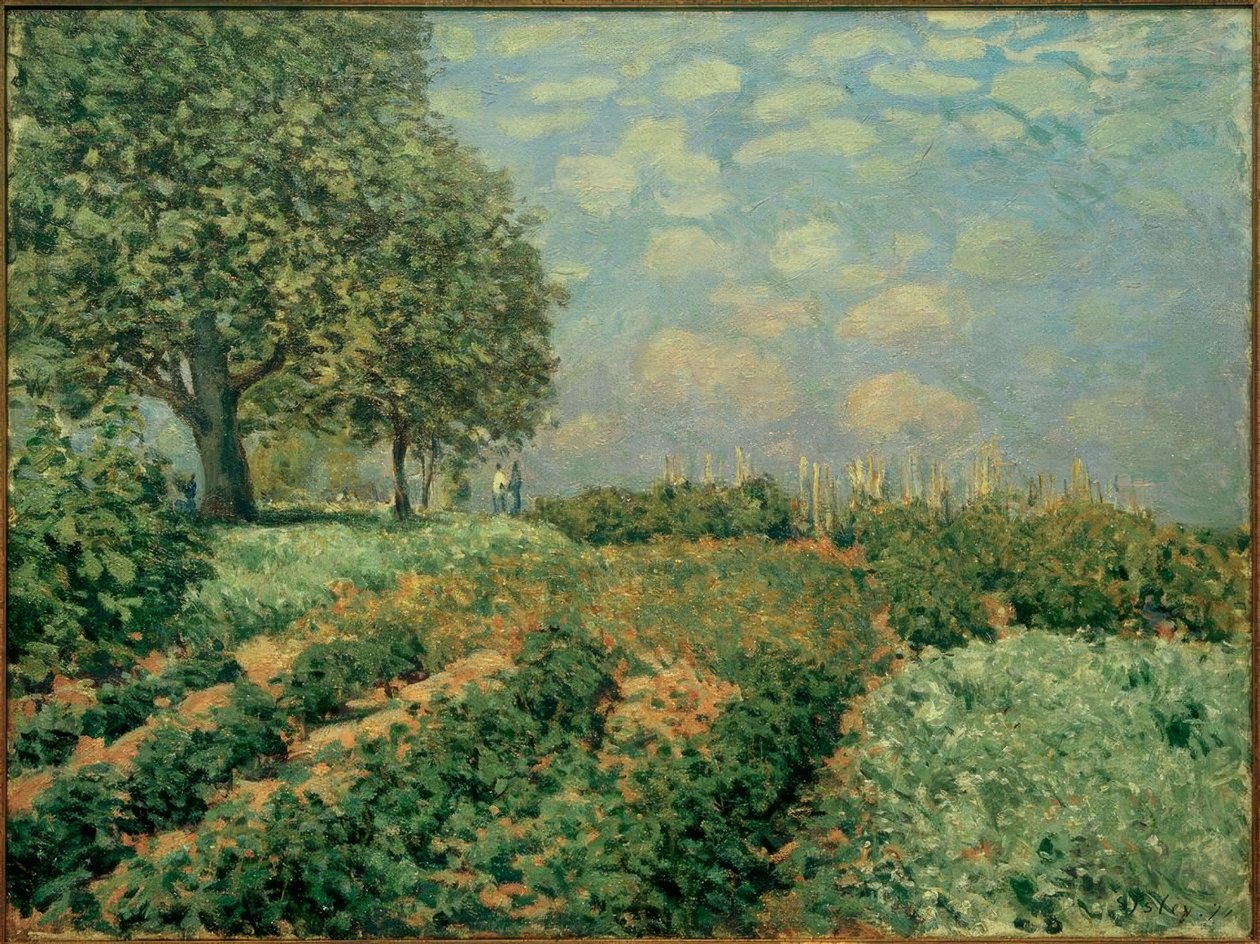 Fields de Alfred Sisley