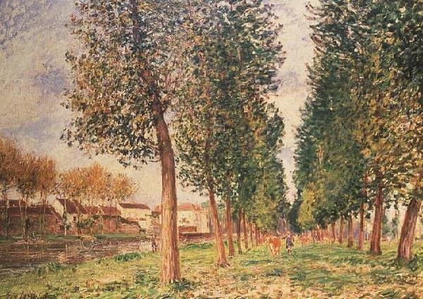 A Avenida do Álamo em Moret, Dia Nublado, Manhã de Alfred Sisley
