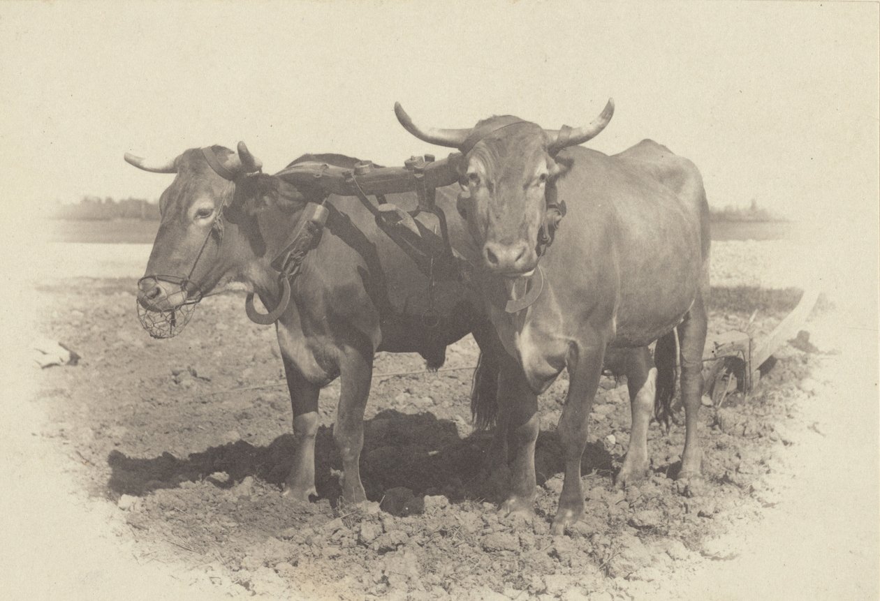 Um idílio de Alfred Stieglitz