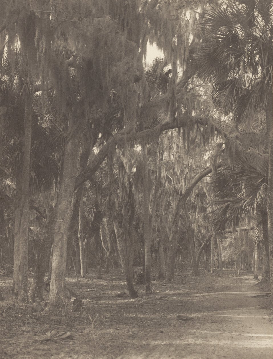 Em Rockledge, Flórida de Alfred Stieglitz