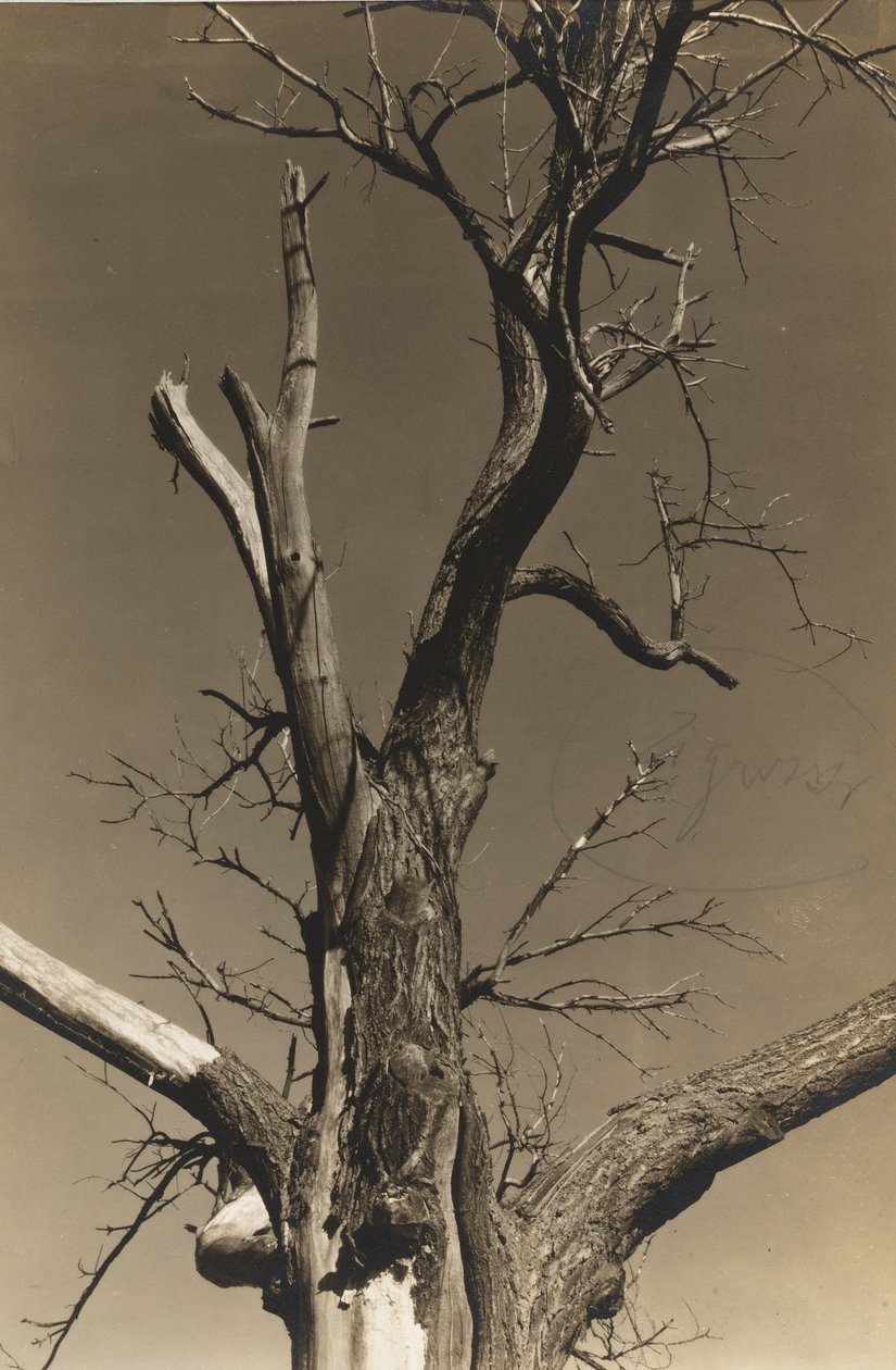 Castanheiro Moribundo (verso) de Alfred Stieglitz