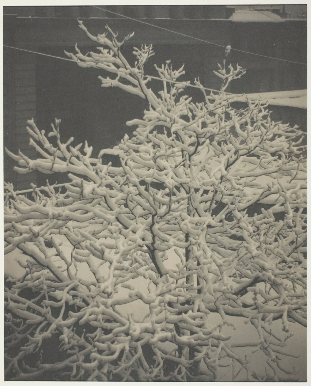 Da Árvore Coberta de Neve da Janela Traseira 291, Quintal, 1915. de Alfred Stieglitz