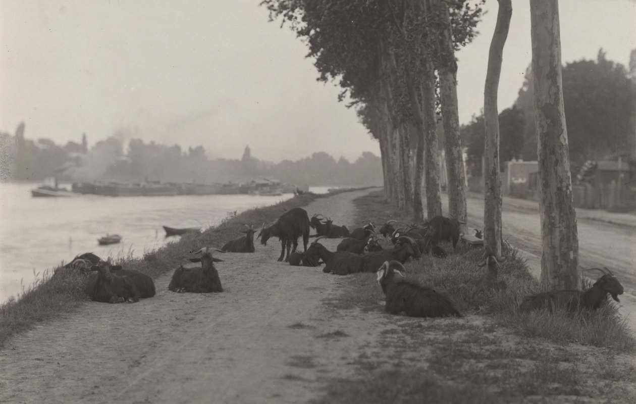 Cabras nos arredores de Paris de Alfred Stieglitz