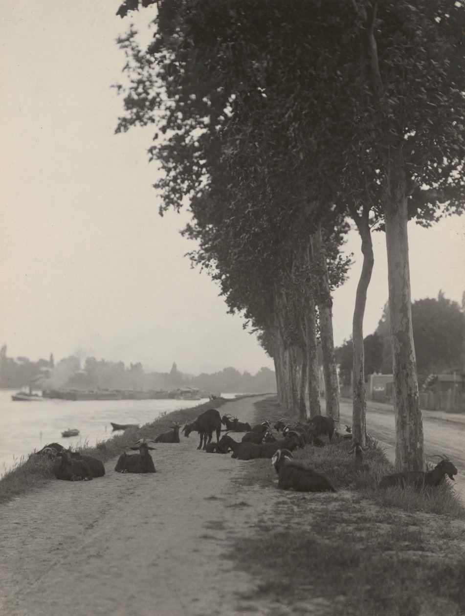Cabras nos arredores de Paris de Alfred Stieglitz