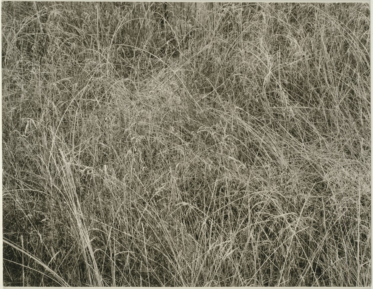 Grama de Alfred Stieglitz