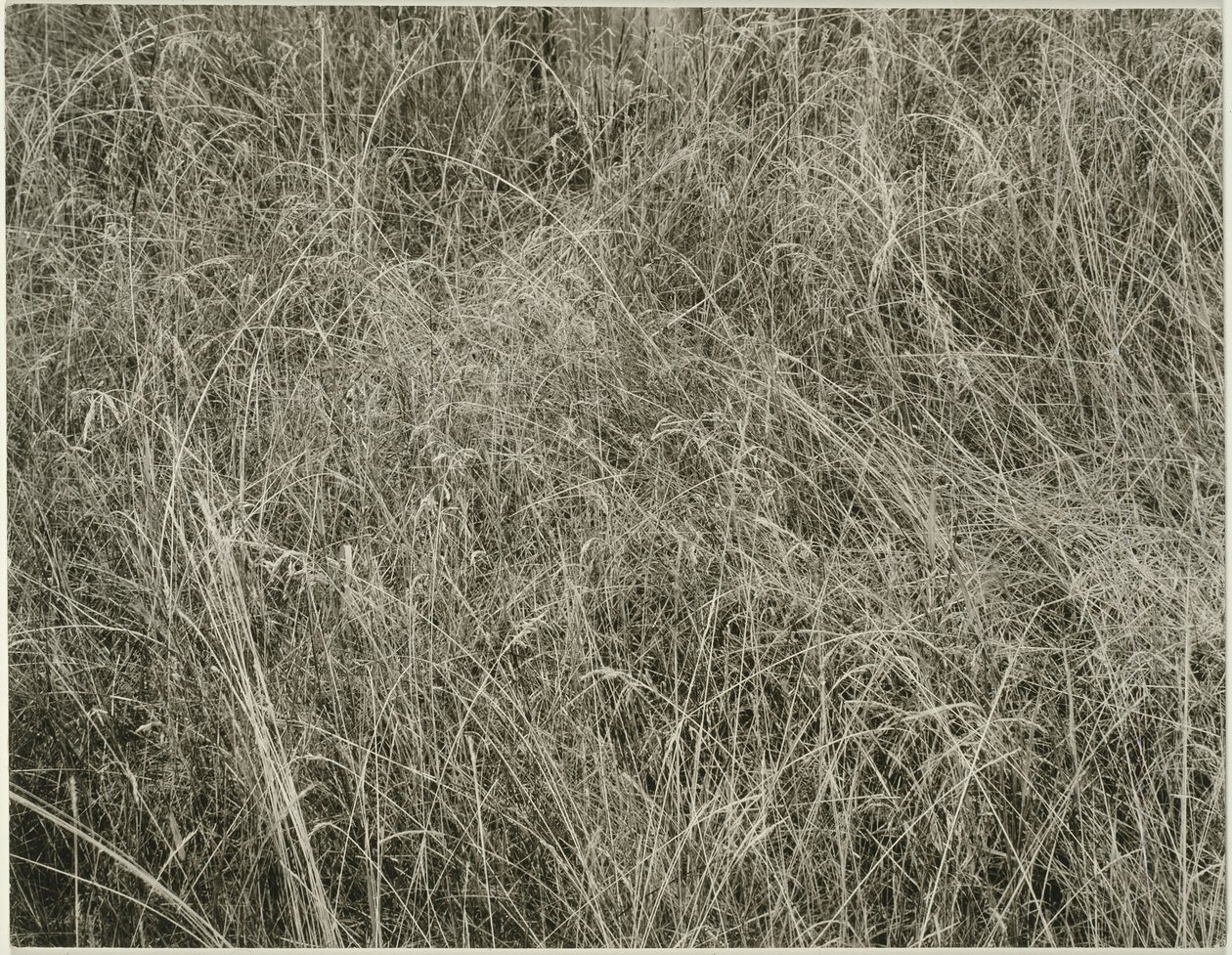 Grama, 1933. de Alfred Stieglitz
