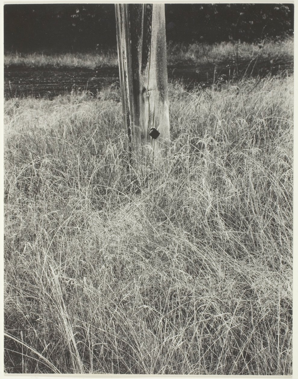 Grama e mastro de Alfred Stieglitz
