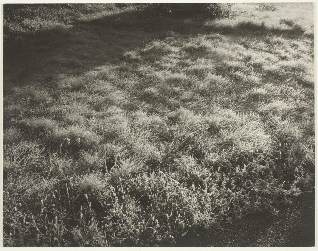 Grama e Geada de Alfred Stieglitz