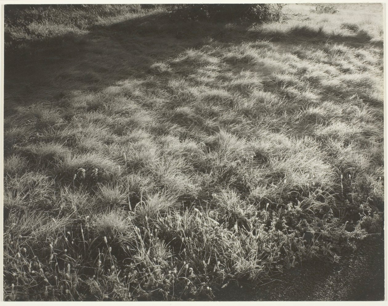 Grama e Geada, 1934. de Alfred Stieglitz