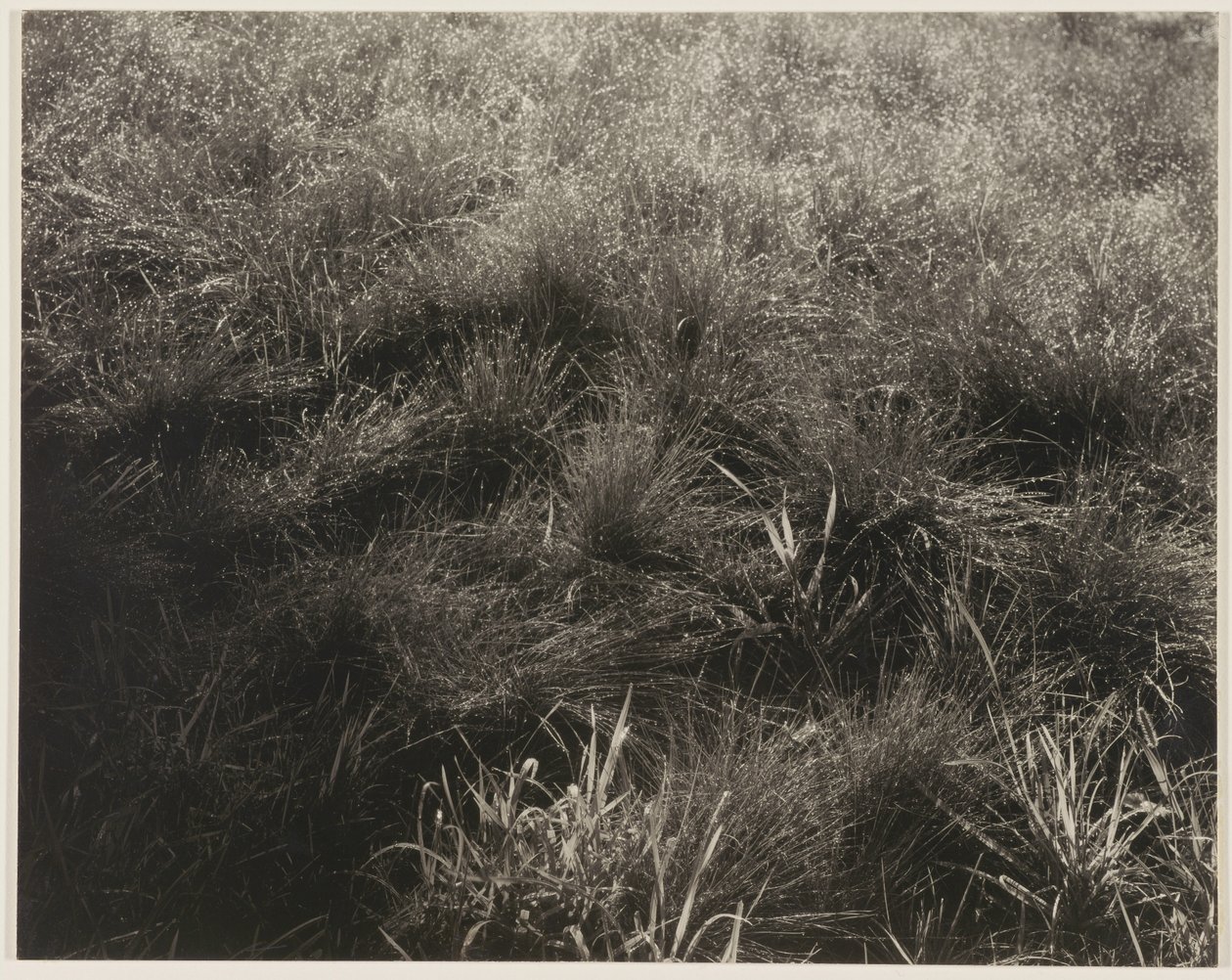 Gramíneas de Alfred Stieglitz
