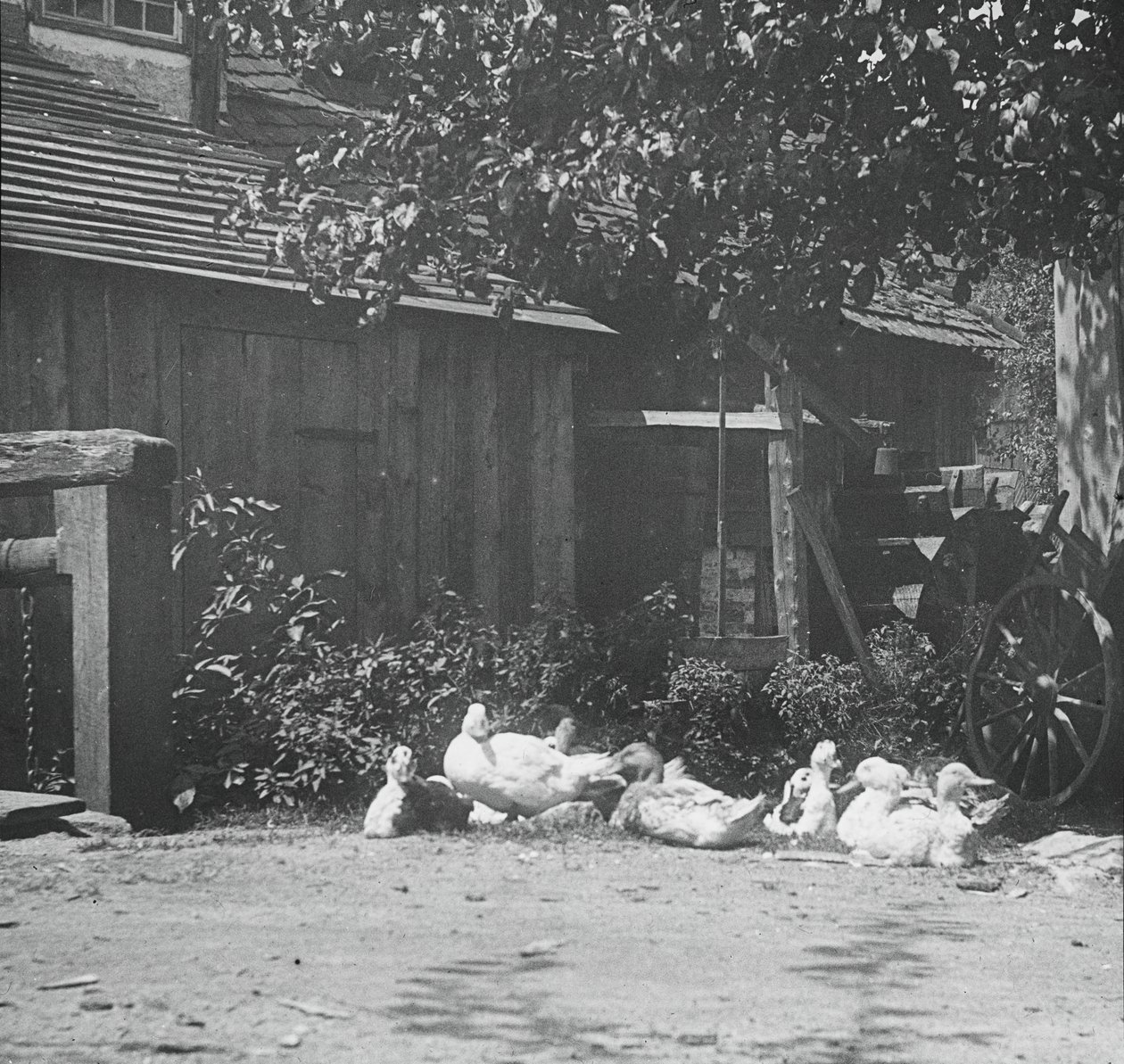 Gutach, 1894. de Alfred Stieglitz