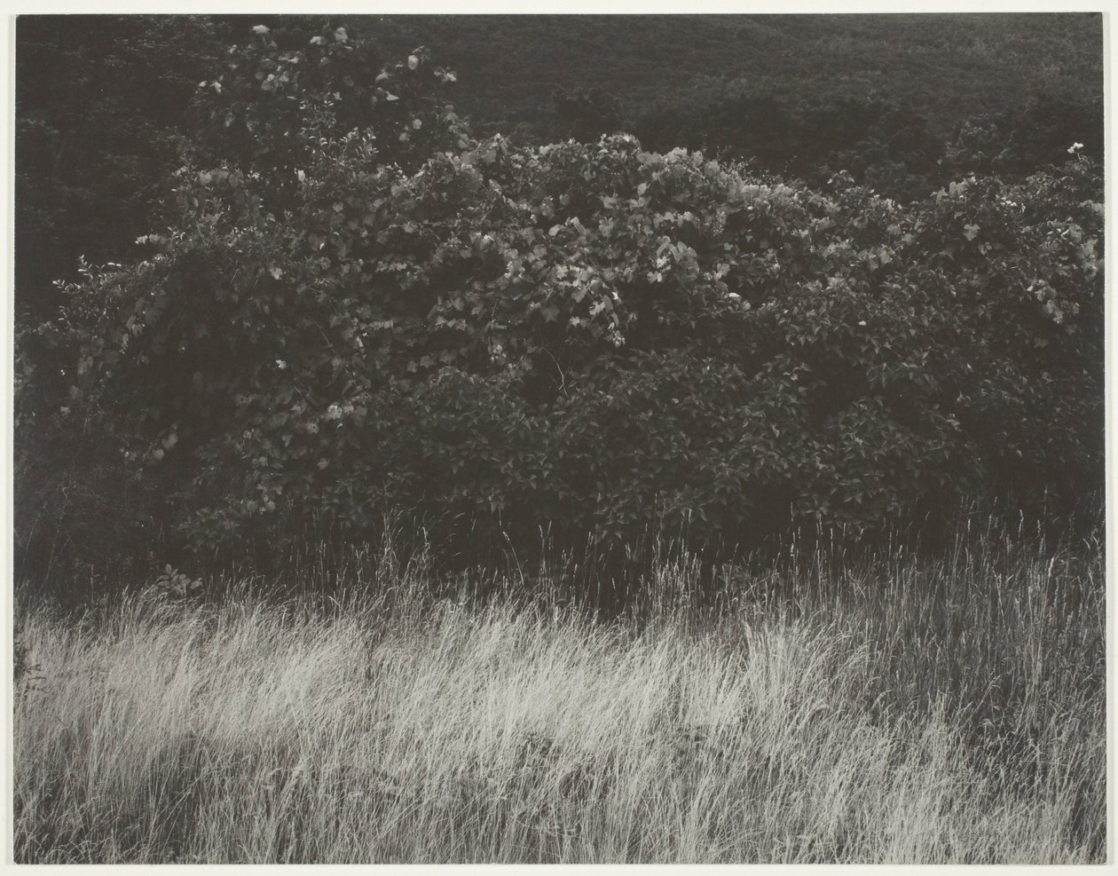 Hedge e gramíneas - Lago George de Alfred Stieglitz