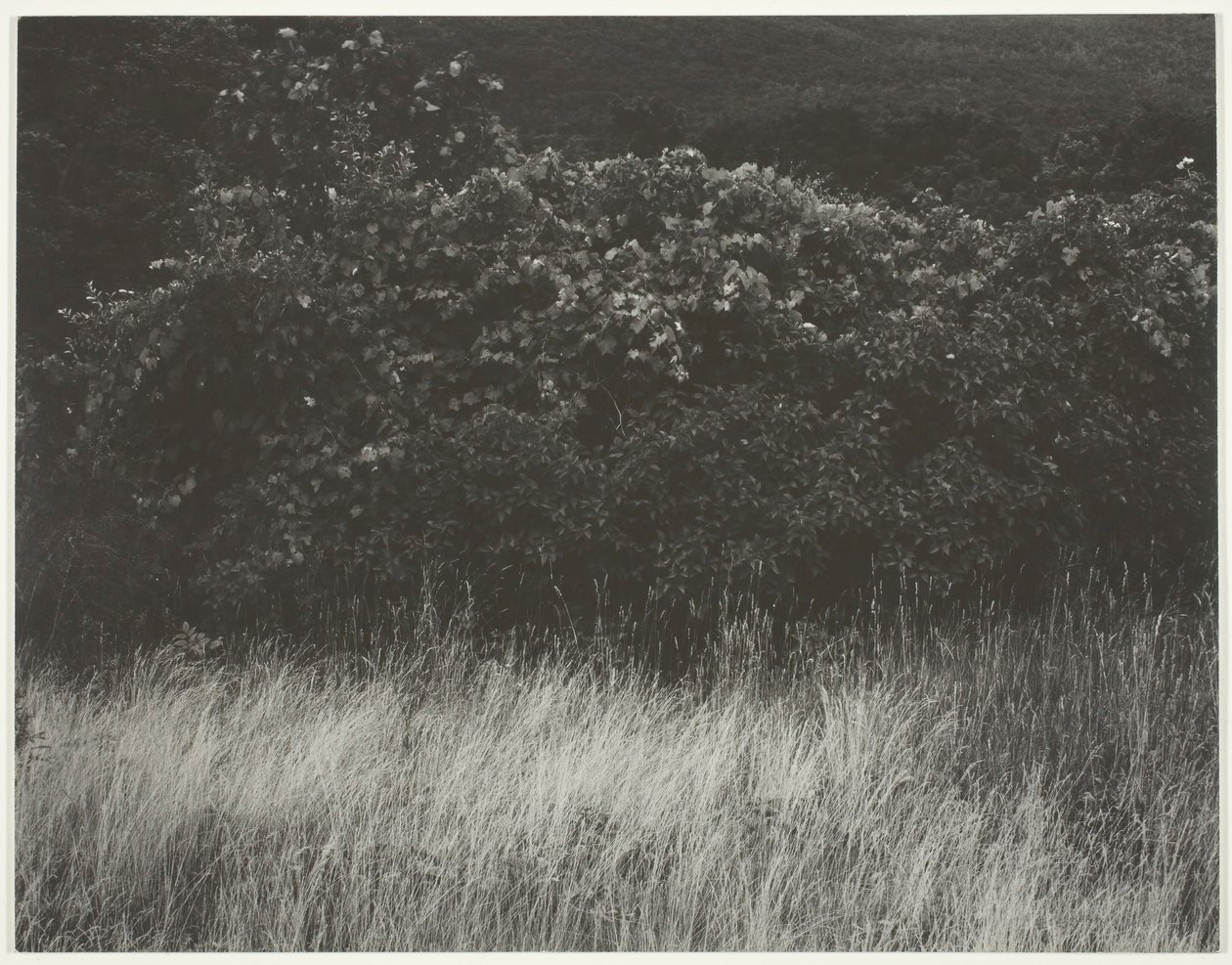 Hedge e gramíneas - Lago George, 1933. de Alfred Stieglitz