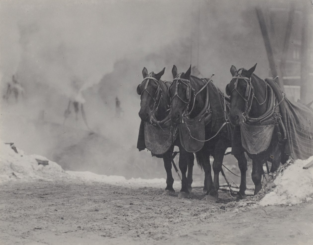 Cavalos, Nova Iorque de Alfred Stieglitz