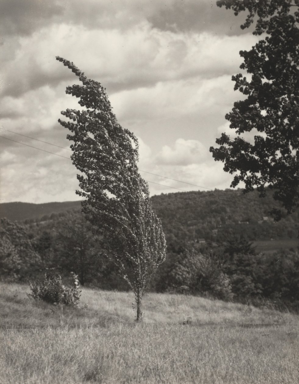 Poplar — Lago George de Alfred Stieglitz