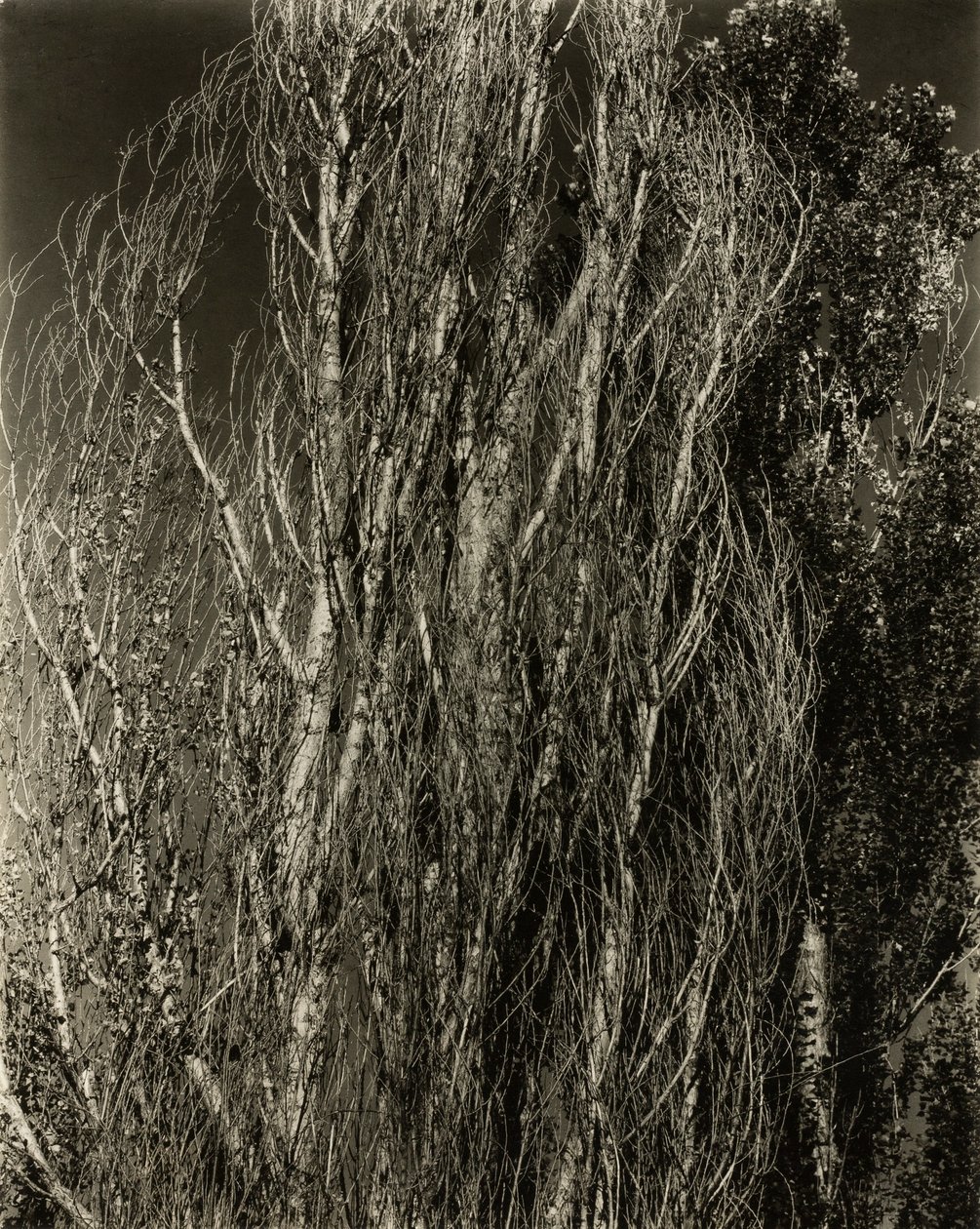 Choupos — Lago George de Alfred Stieglitz