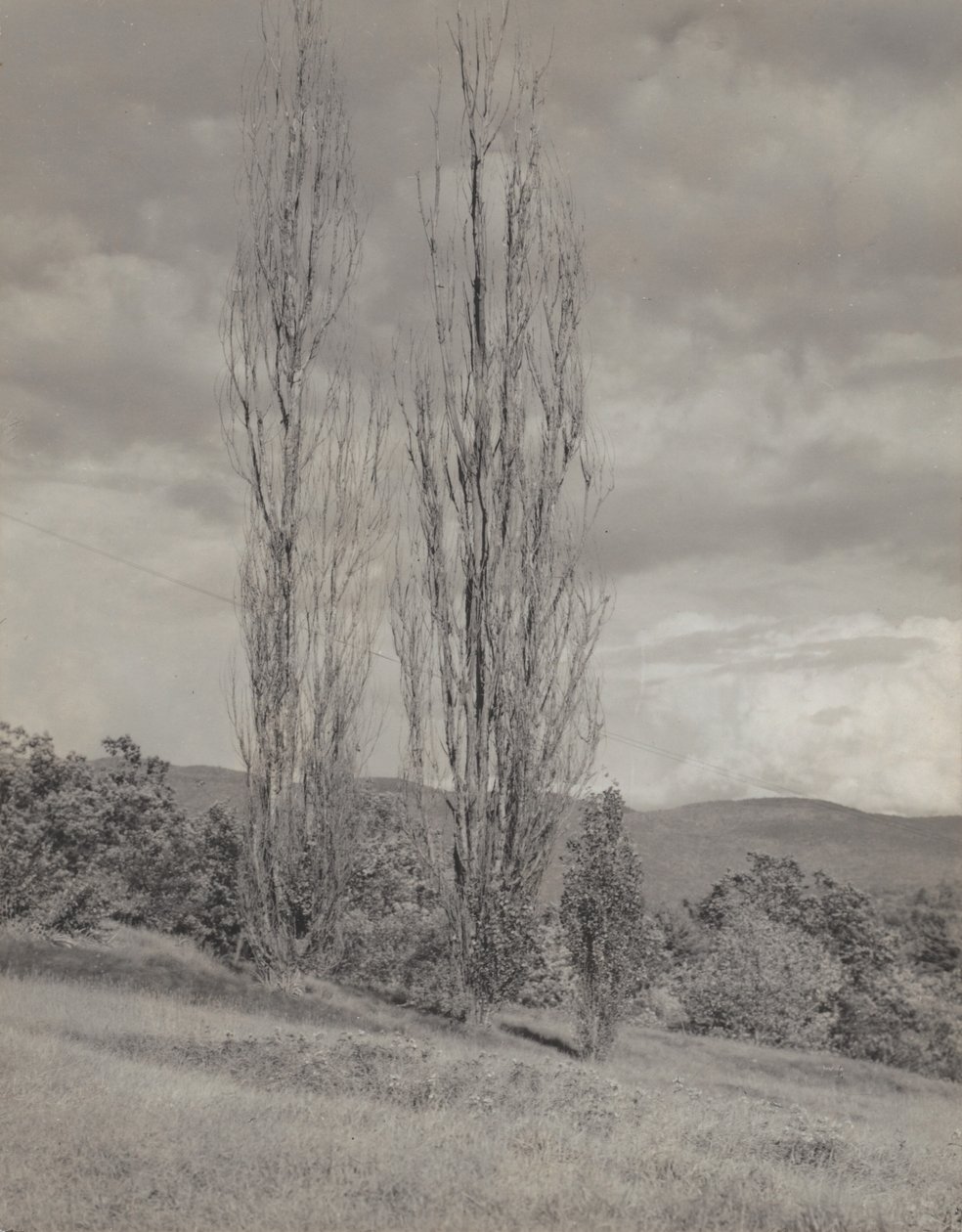 Choupos - Lago George de Alfred Stieglitz