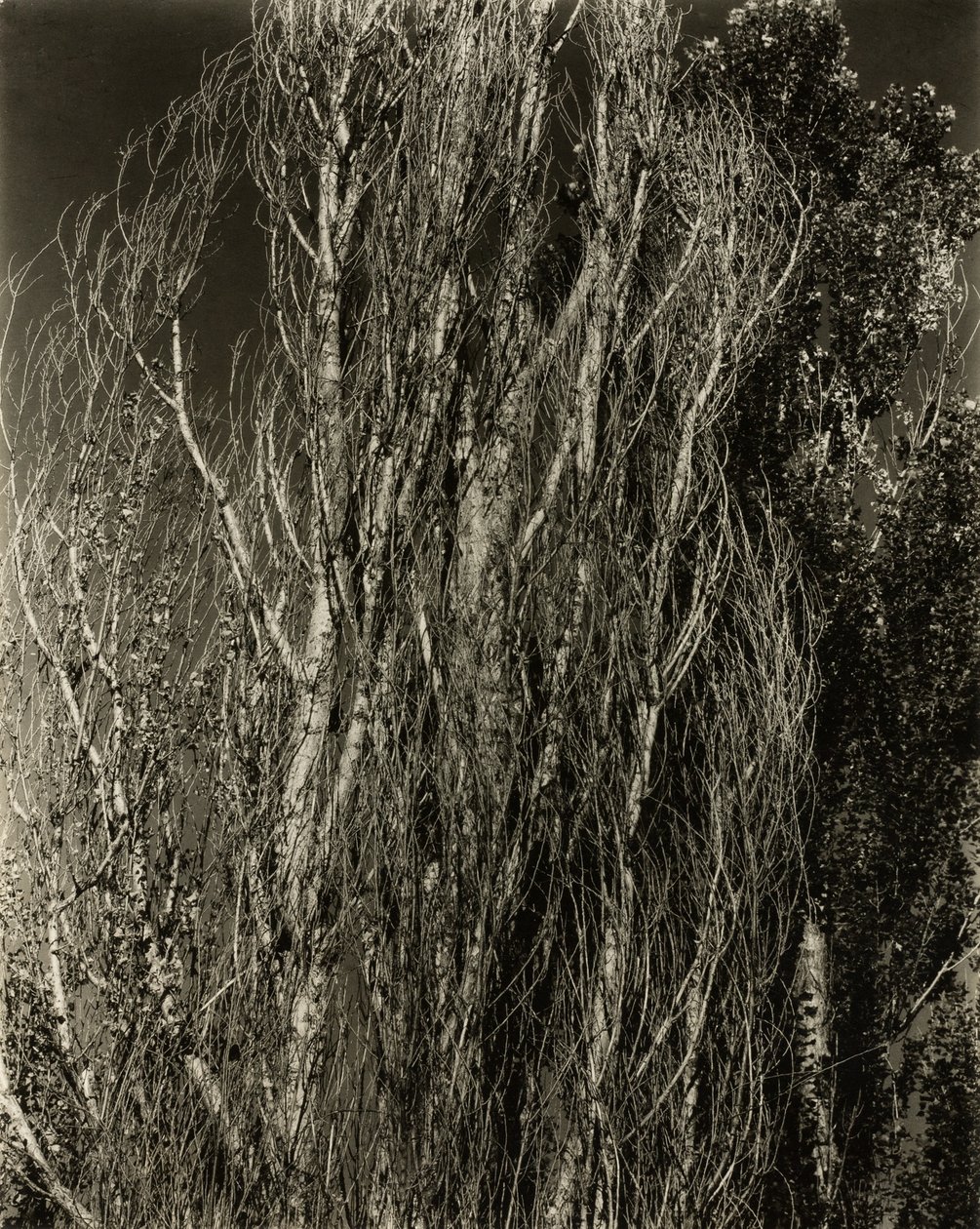Choupos — Lago George de Alfred Stieglitz